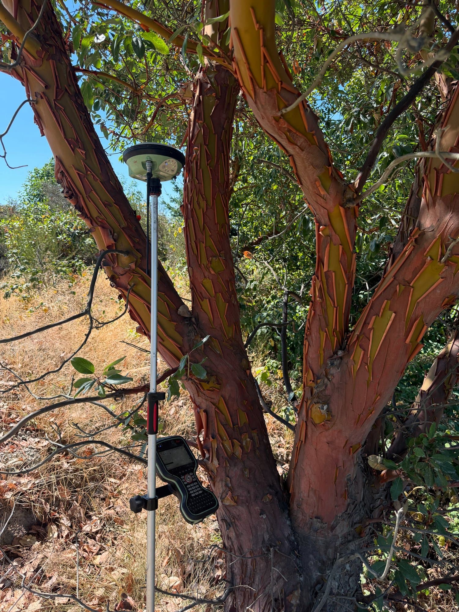 GNSS pole beside an arbutus tree