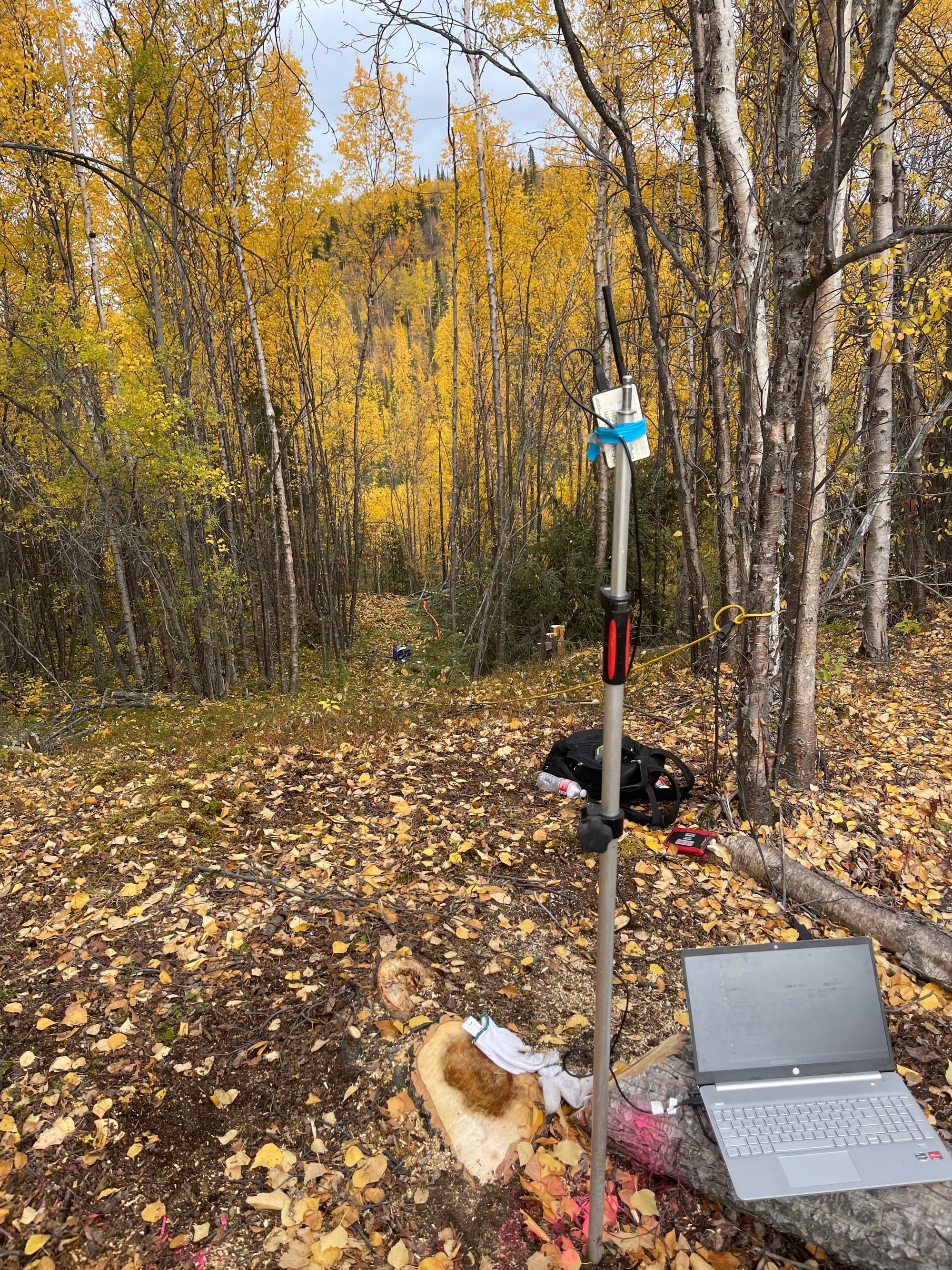 Survey marker flagged in golden fall aspens