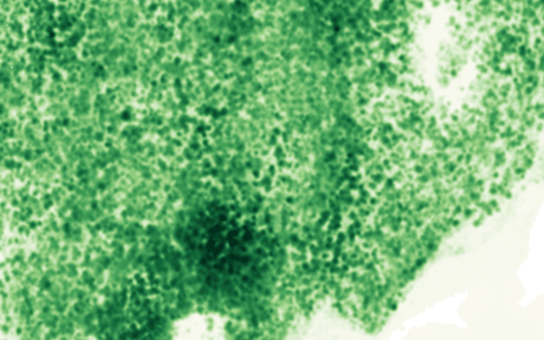 Canopy height model from drone LiDAR, coloured from pale for open ground to dark green for the tallest trees