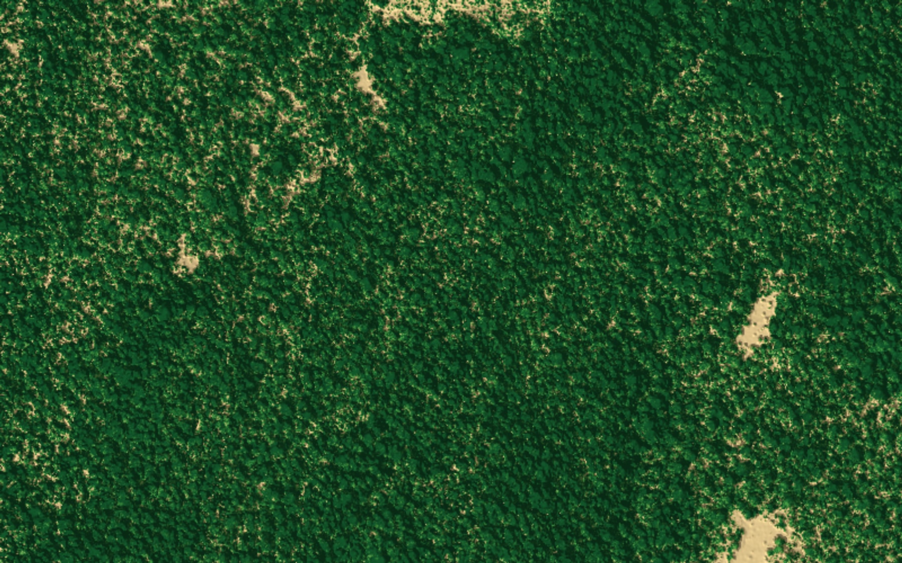 Top-down view of a classified LiDAR point cloud, ground returns in tan and vegetation returns in green, over a mix of forest and open ground