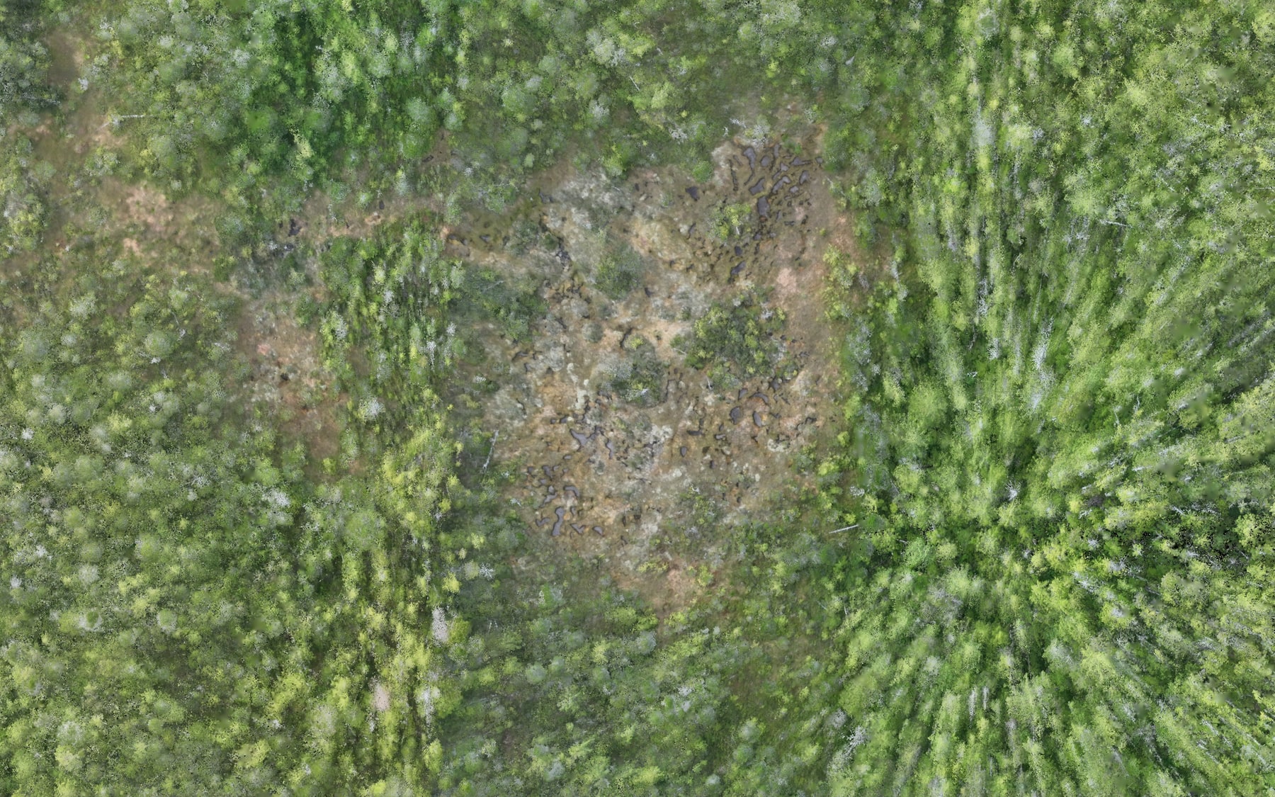 High-resolution drone orthophoto of open wetland with pools and channels, bordered by forest