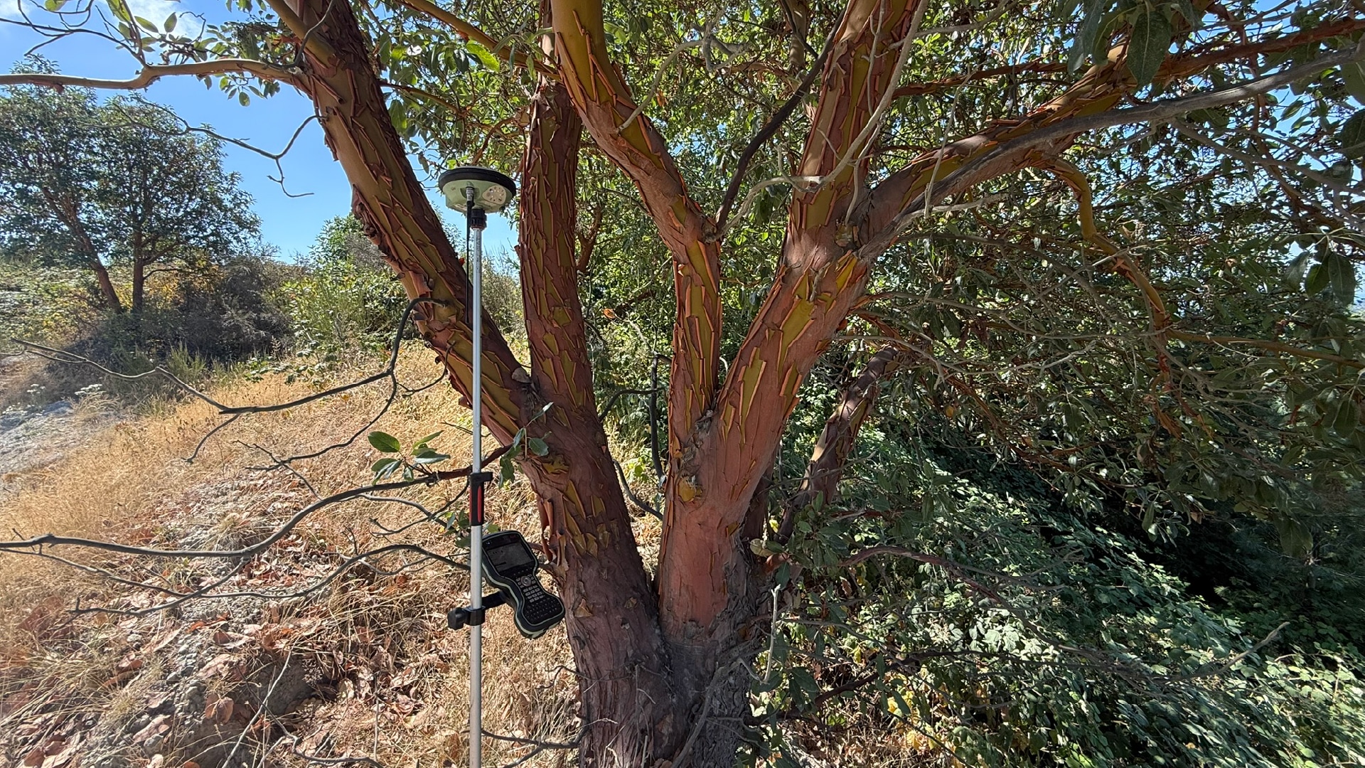 A GNSS survey receiver mounted on a pole with a data collector attached, positioned beside the trunk of a Pacific madrone tree with reddish peeling bark, surrounded by dry grass and vegetation on a sunny day.